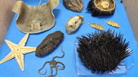 visita ao Laboratório de Ictiologia e à startup Hippocampus