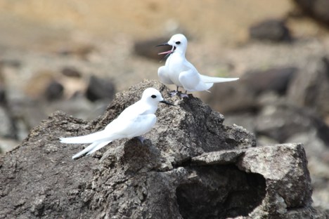 Gaivina-brancaou tinhosa-branca (Gygis alba) é uma ave caradriiforme da família dos larídeos recorrente em águas equatoriais de ilhas oceânicas do Pacífico, Índico e Atlântico sul. Foto: Camila Gomes