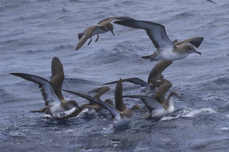Cagarra-de-cabo-verde (Calonectris edwardsii) é uma ave marinha de média dimensão pertencente à família Procellariidae. Foto: Fabio Olmos