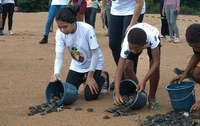 Evento de soltura de filhotes de tartarugas encerra temporada reprodutiva de quelônios na Rebio do Rio Trombetas