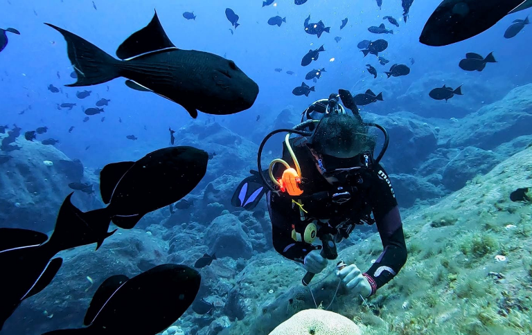 Pesquisadores registram recifes profundos inéditos, coletam centenas de amostras e identificam possíveis novas espécies em áreas protegidas a 1.200 km da costa brasileira
