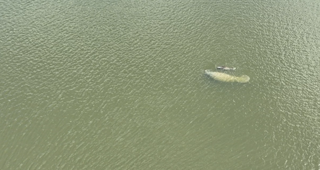 Peixe-boi e filhote cajueiro da praia - Foto: Thiago Hara 