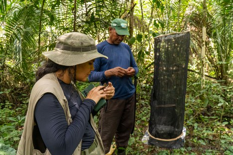 Armadilha de borboletas - bioindicadoras da qualidade da floresta - Foto: Jessica dos Anjos/ICMBio