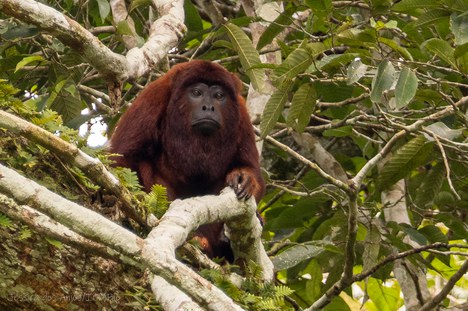 Guariba (Alouatta puruensis) - Foto: Jessica dos Anjos/ICMBio