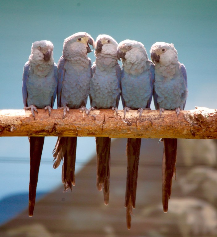 young_spixs_macaws_at_actp_1.jpg