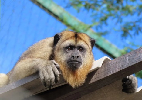 Foto: Marcus Antonius