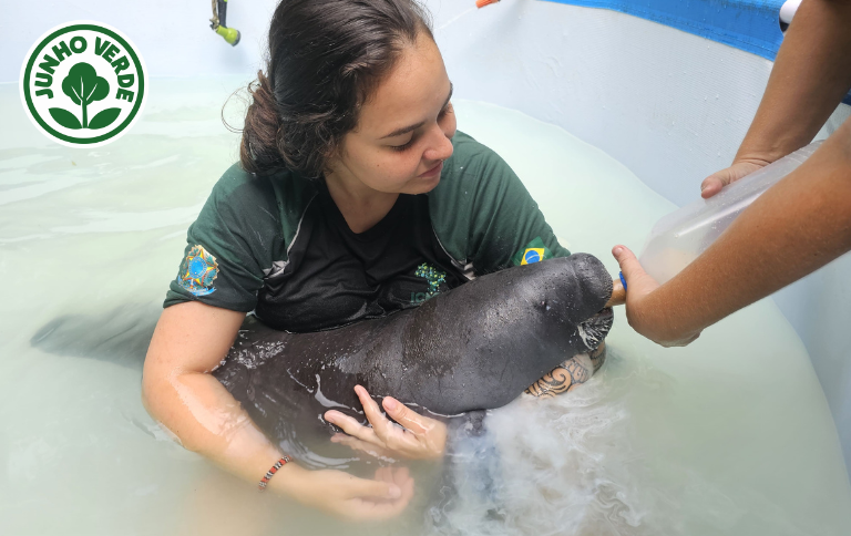 SITE Filhote de peixe-boi.png