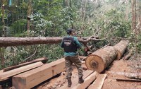 Fiscalização flagra exploração ilegal de madeira no Parque Nacional de Anavilhanas