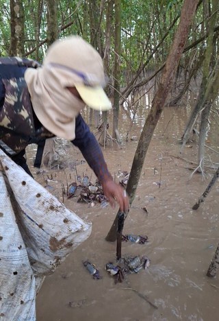 Carangueijos devolvidos aos manguezais - Alessandra Lameira/ESEC Maracá-Jipioca