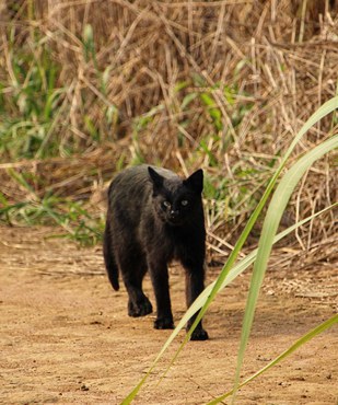 Foto: Raphael Ribeiro Francisco