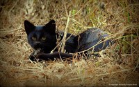 Gato-palheiro raro é encontrado no Parque Nacional das Emas