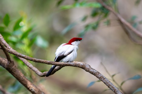 Soldadinho-do-araripe - Foto: Nina Wenóli
