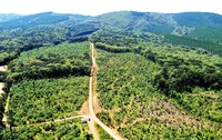Grupo de trabalho avalia mecanismos para agilizar transição das áreas de pinus em Flonas da região Sul