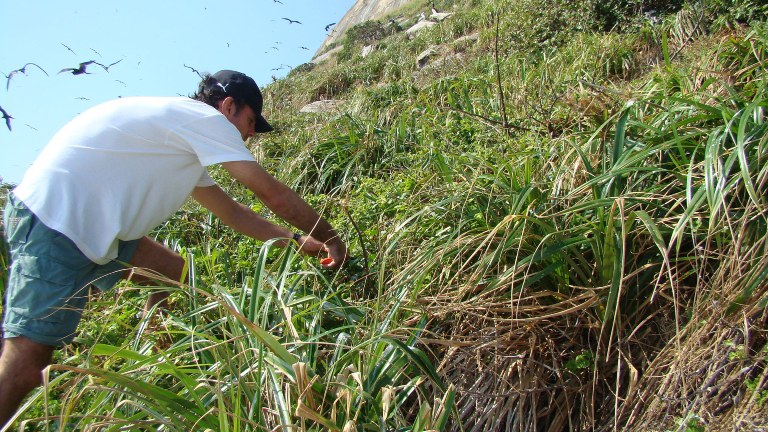 236_capimcoloniao1_megathyrsusmaximus_massimobovini (1).jpg