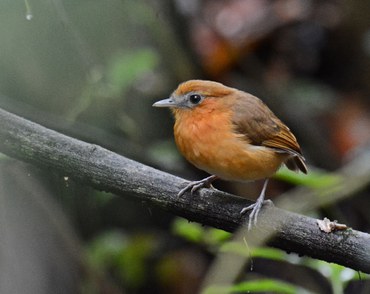 Chupa-dente-do-nordeste - Sergio Leal