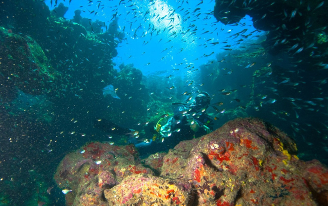 Abrolhos é uma ilha vulcânica com a mais rica biodiversidade do Atlântico Sul - Foto: Enrico Marcovaldi