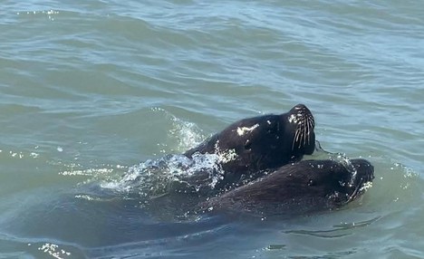 Leões-marinhos machos - Foto: Ricardo Peng/ICMBio 