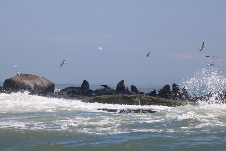 IMG_6678.CR2 revis ilha dos lobos.jpg