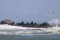 ICMBio inaugura visitação oficial à Ilha dos Lobos com atividades de ecoturismo e educação ambiental em Torres/RS