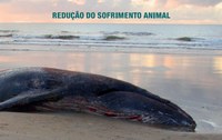 ICMBio lança guia de eutanásia em mamíferos aquáticos encalhados