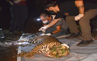 ICMBio monitora onça-pintada por satélite no Parque Nacional do Iguaçu