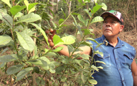 ICMBio participa de reconhecimento do Sistema Tradicional de Manejo Agroecológico da erva-mate sombreada pela FAO