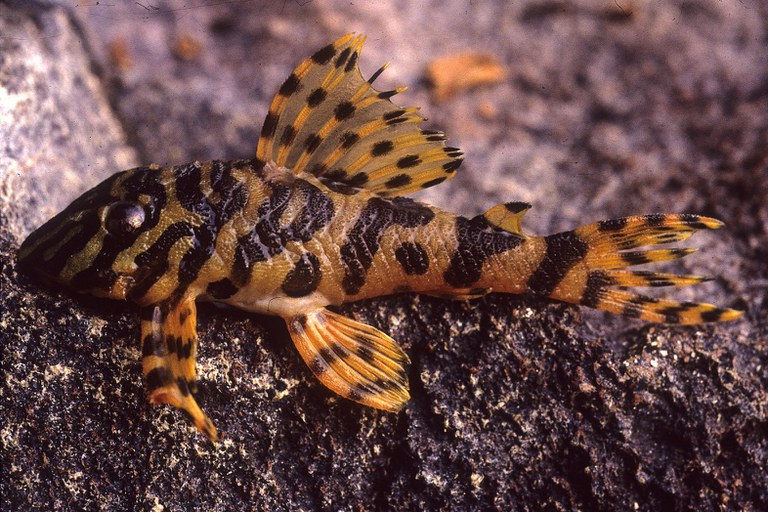 Peckoltia_compta_Jansen_Zuanon_.jpg