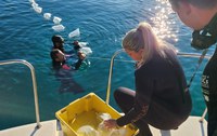 ICMBio promove soltura de animais marinhos apreendidos pela PF na Região dos Lagos, no Rio de Janeiro