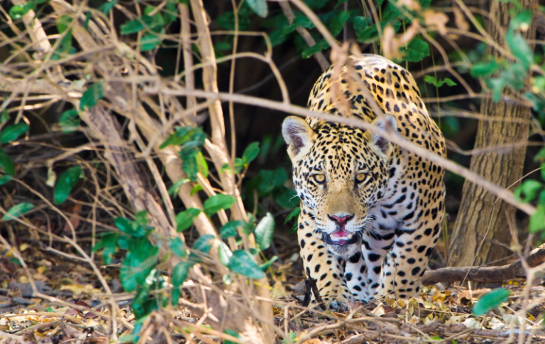 SITEICMBio responde às principais dúvidas sobre Parque Nacional do Pantanal Mato-Grossense.png