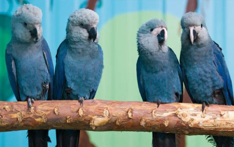 apa da ararinha azul acervo.jpg