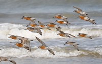 Instituto Chico Mendes abre consulta ampla da Avaliação de Risco de Extinção de 46 espécies de aves limícolas