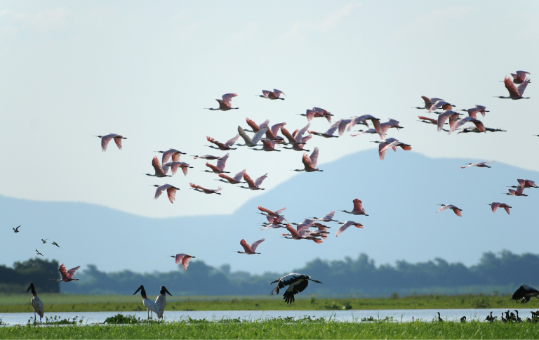 SITE PARNA do Pantanal - Zig Koch.png