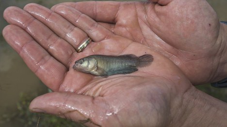 Acinereus - Foto: Gustavo Fonseca