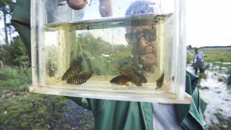 Anachtigalli - Foto: Gustavo Fonseca