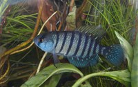 Instituto Chico Mendes apoia projeto para conservação de peixes-anuais no Pampa
