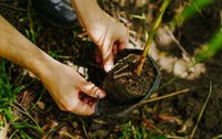 Instituto Chico Mendes e Fundo Vale impulsionam cadeias da sociobiodiversidade em áreas protegidas na Amazônia