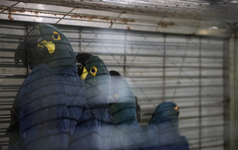 SITE Instituto Chico Mendes firma parceria com Zoológico de São Paulo para conservar espécies ameaçadas.png