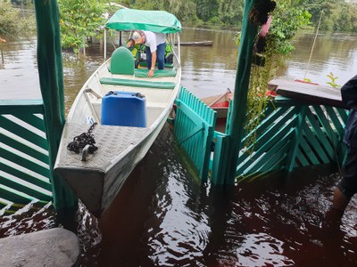 Foto: Laís Ohara e equipe Flona do Amapá