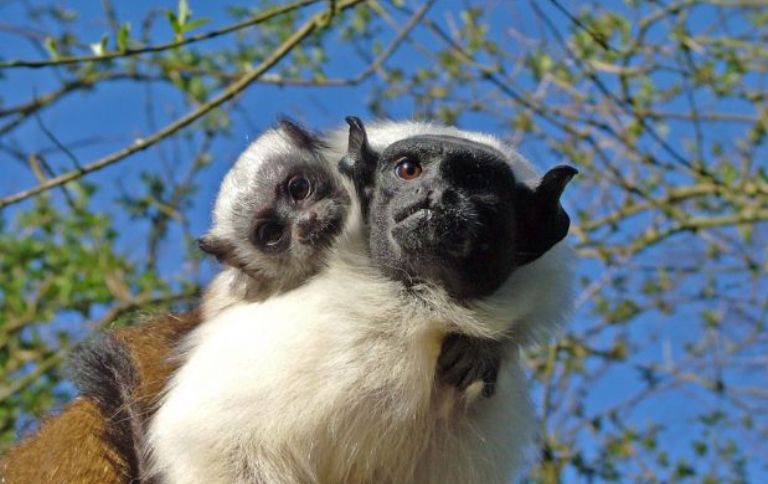 Nova unidade visa proteger o habitat da espécie de macaco amazônico classificada como “Criticamente em Perigo de Extinção”