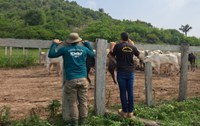 Instituto Chico Mendes promove retirada voluntária de gado da ESEC Terra do Meio