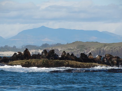 Revis Ilha dos Lobos - Foto: Aline Kellerman