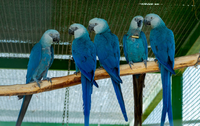 Justiça Federal reconhece poder de ação do ICMBio nos casos de circovírus em ararinhas-azuis na Bahia