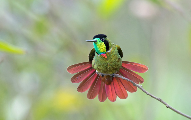 Monitoramento permanente e dados de pesquisas constroem políticas públicas essenciais para a proteção das espécies presentes na Lista Nacional Oficial de Espécies Ameaçadas de Extinção, divulgada pelo Ministério do Meio Ambiente e Mudança do Clima (MMA)