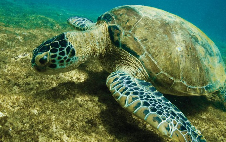 Mais de 13 mil espécies da fauna e flora foram avaliadas; destaque para a tartaruga-verde, que sai da lista