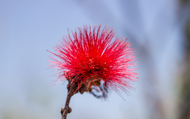 parna_brasilia_Bruno Bimbato-88_banner_site.png