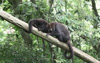 Macacos-bugios são reintroduzidos no Parque Nacional da Tijuca