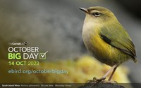 Maior evento mundial de observação de aves, “Global Big Day” ocorre neste sábado