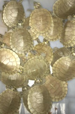 Foto: Diego Borges/ICMBio 