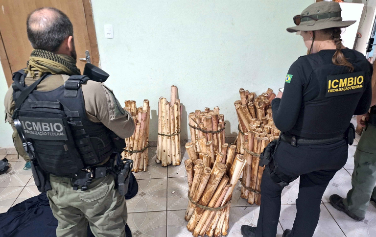 SITEMata Atlântica sob ataque.png