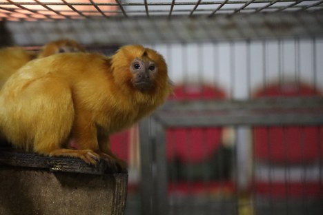 Foto: Ricardo Peng/ICMBio